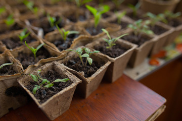 seedlings in peat pots.Baby plants seeding, black hole trays for agricultural seedlings.The spring...