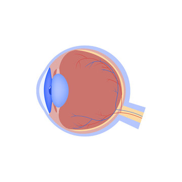 Eyeball vector flat icon, human organ, eye anatomy, medical vector illustration