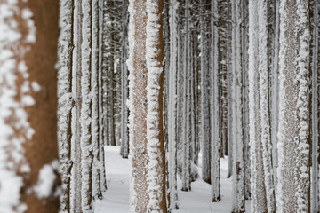 Fototapeta premium Winterwald