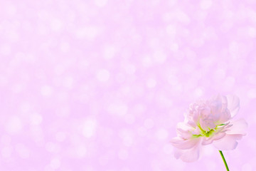 Fototapeta premium Colorful bright flower peony