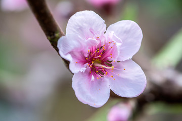 Naklejka na ściany i meble Close-up of Peach Trees Blooming with Peach Blossoms