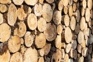 A large stack of pine logs stacked for collection from plantation.