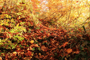 東北　飯豊山山頂への道　秋　目に染む紅葉