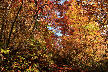 東北　飯豊山山頂への道　秋　目に染む紅葉