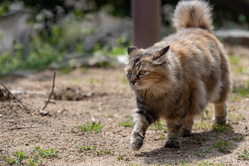 Stray cat walking on the ground, long hair brown tabby cat