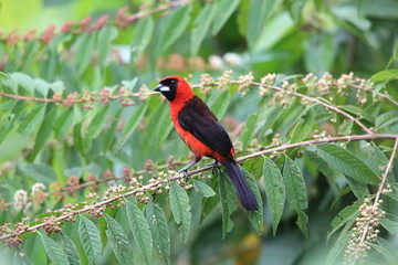 Masked crimson tanager (Ramphocelus nigrogularis) in Ecuador, south America