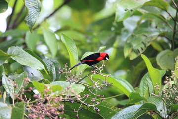 Masked crimson tanager (Ramphocelus nigrogularis) in Ecuador, south America
