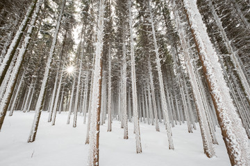 Winterwald