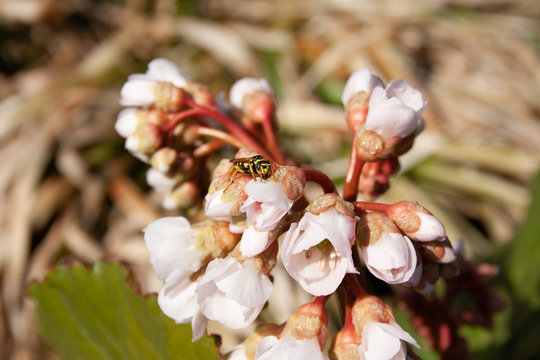 Bee in a Flower
