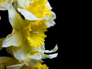 daffodil on black