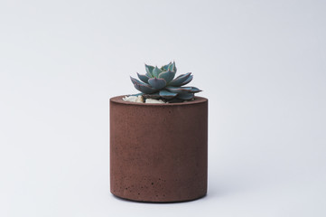 Succulent in a concrete pot on a white background for designers