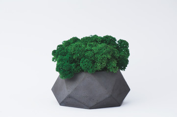 Green moss in a concrete pot on a white background for designers