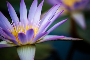 The beauty of the purple lotus in the water
