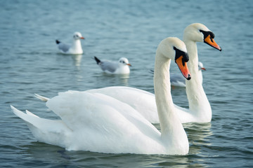 White swans on the sea. Wildlife. Ocean.