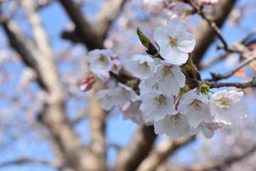 桜