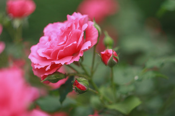 Pink rose in the garden