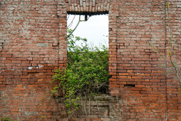 old brick wall with an old door and growths