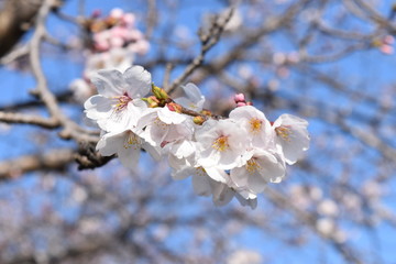 桜