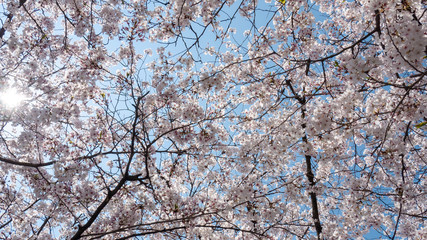 Obraz premium 桜 福岡 2019 13