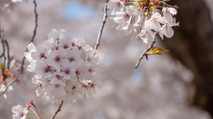 Obraz premium 桜 福岡 2019 12
