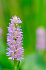 Pink wild flowers Green backdrop from natural leaves