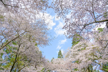 桜と空