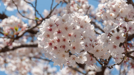 桜 福岡 2019 11