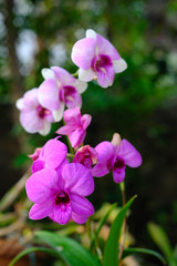 Fototapeta na wymiar Purple orchid flowers, natural blurred background