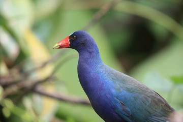Purple Gallinule (Porphyrio martinicus) in Ecuador, south America