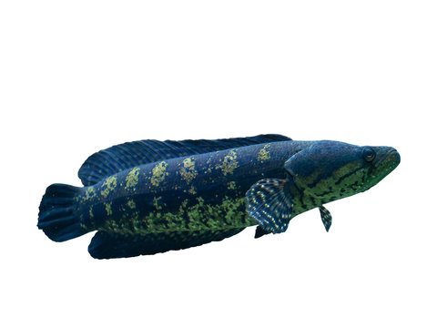 Blotched snakehead , Forest snakehead  on white background.           (clipping path)