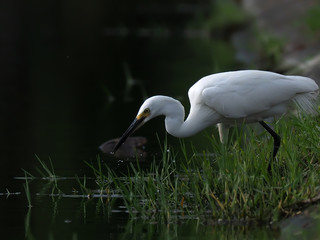Fototapeta premium egret is drinking, egret close up