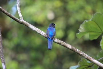 Amazonian white-tailed trogon (Trogon chionurus vividis) in Ecuador, south America