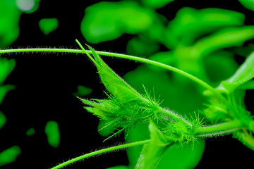 July is a biennial plant that likes the moist soil.