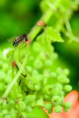 A fly is on the green branch.