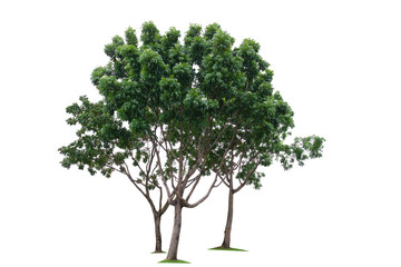 Three green trees isolated on white background