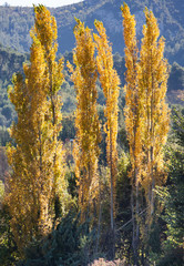 arbre jaune automne feuille feuillus vert montagne