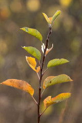 branche feuille automne jaune vert 