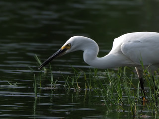 Obraz premium egret is drinking, egret close up