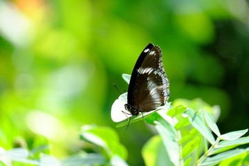 Obraz na płótnie Canvas Black white butterfly Sitting On A Top Tree With Nature Green Background In An Insect Garden Area