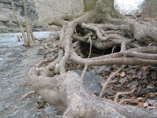 Tangled Root