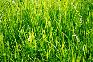 Green grass in eye level view for background or graphic design.