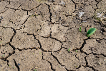 dry land, drought, cracked