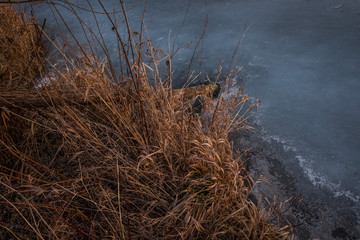 Eiszeit am See