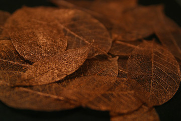 Copper Leaves 1