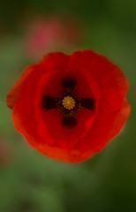 Poppy flower large with a cross in the center