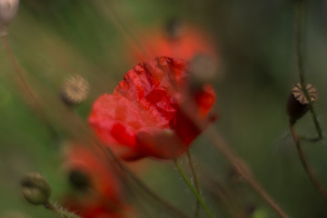 poppy red bright wild