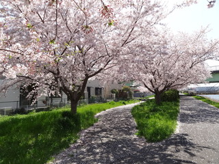 Naklejka premium 新川の桜