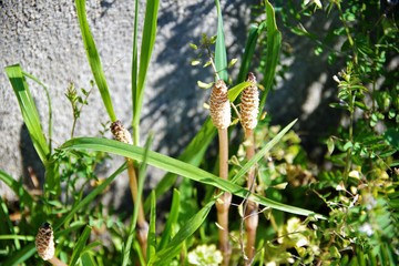 つくし