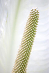 Arum, Calla, Aroid, Zantedeschieae