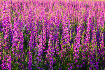 Naklejka premium Scenic summer colorful field of purple wild flowers